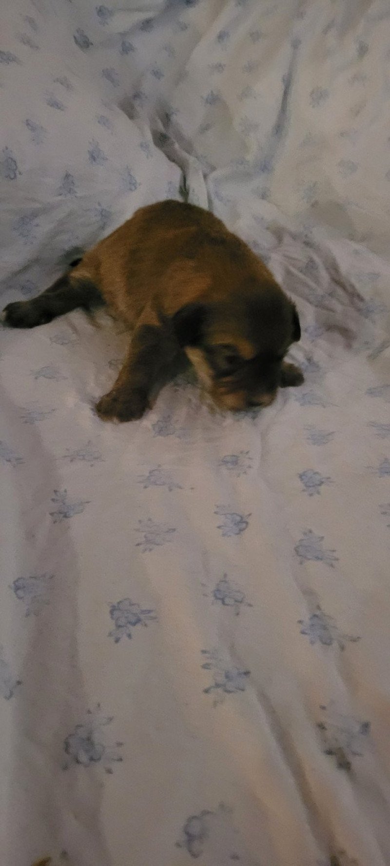 1er chiot (Portée UDJI ❤ VASCO) - Femelle Fauve Tache blanche poitrail, joue fauve Femelle Berger des pyrenees a poil long