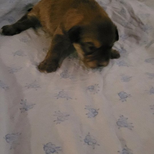 1er chiot (Portée UDJI ❤ VASCO) - Femelle Fauve Tache blanche poitrail, joue fauve Femelle Berger des pyrenees a poil long