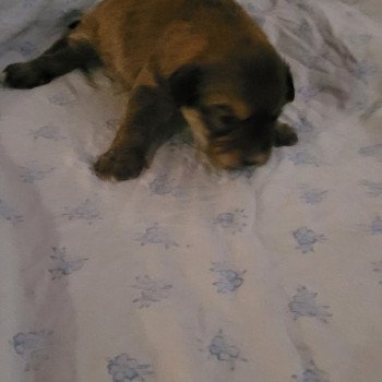 chiot Berger des pyrenees a poil long Fauve Durand Thibault