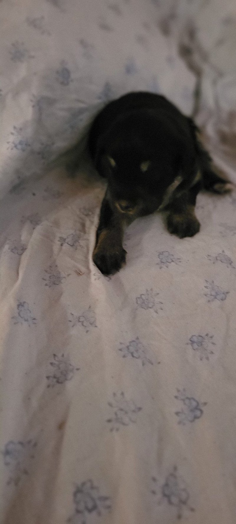 3e chiot (Portée UDJI ❤ VASCO) - Femelle Noir Tache blanche poitrail Femelle Berger des pyrenees a poil long