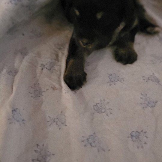 3e chiot (Portée UDJI ❤ VASCO) - Femelle Noir Tache blanche poitrail Femelle Berger des pyrenees a poil long