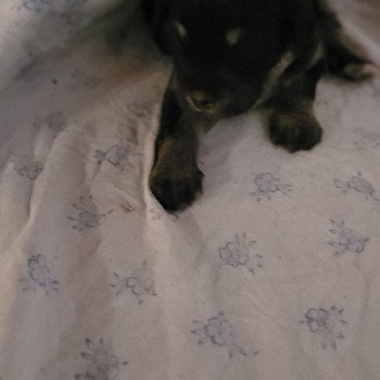 chiot Berger des pyrenees a poil long Noir Durand Thibault