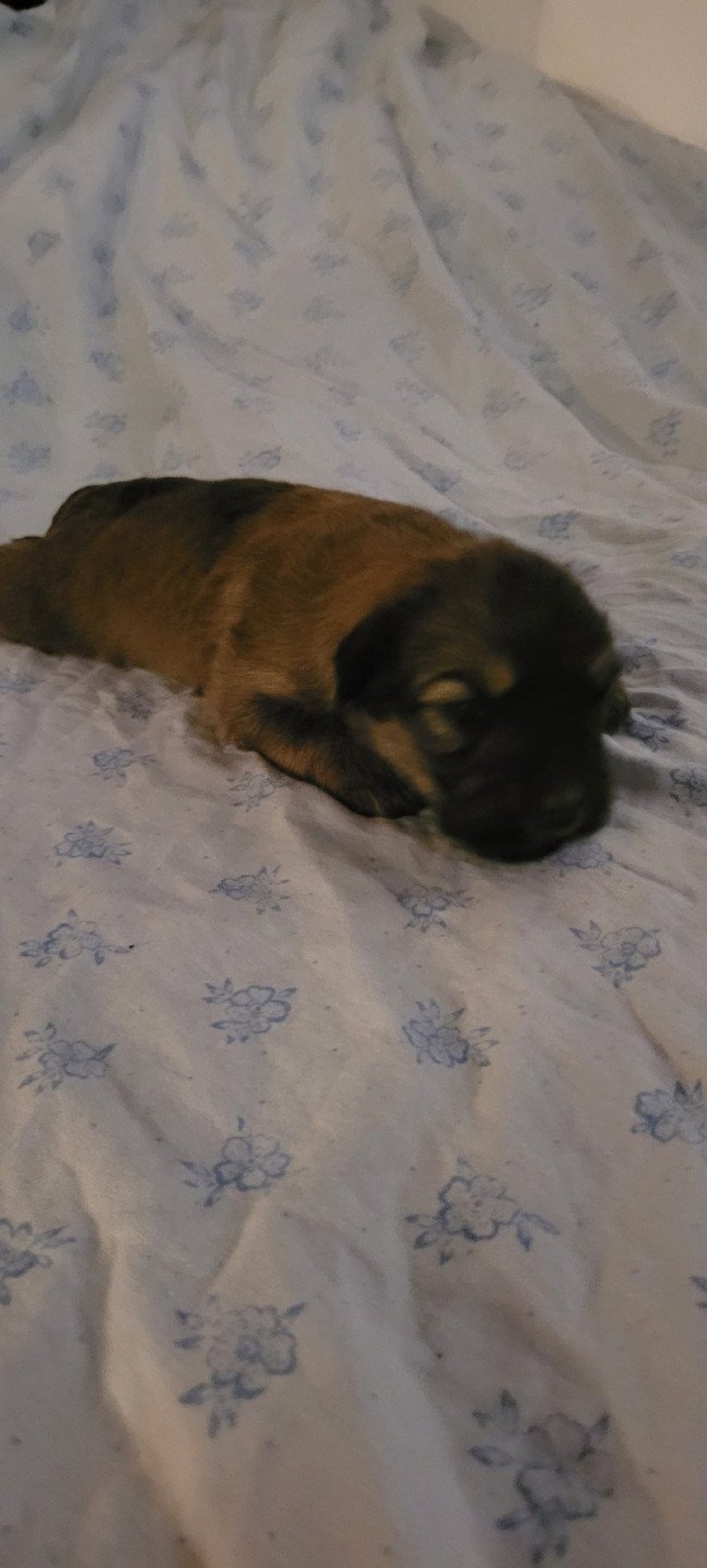 5e chiot (Portée UDJI ❤ VASCO) - Mâle Fauve ergot Mâle Berger des pyrenees a poil long