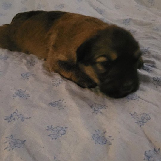 5e chiot (Portée UDJI ❤ VASCO) - Mâle Fauve ergot Mâle Berger des pyrenees a poil long