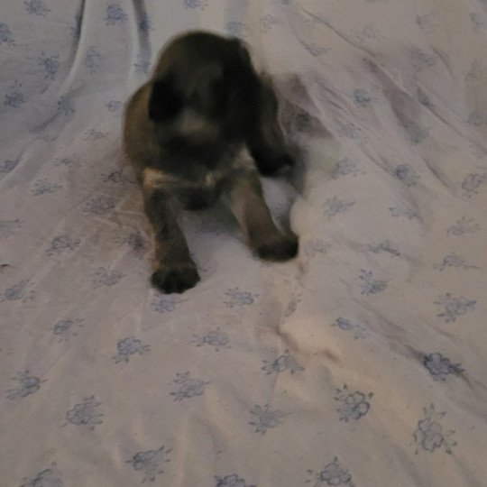 chiot Berger des pyrenees a poil long Fauve Durand Thibault