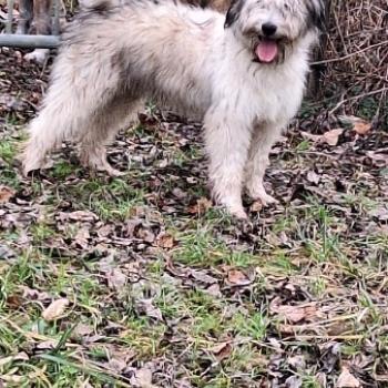 chiot Berger des pyrenees a poil long Fauve ATHOS Durand Thibault