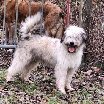 chiot Berger des pyrenees a poil long Fauve ATHOS Durand Thibault