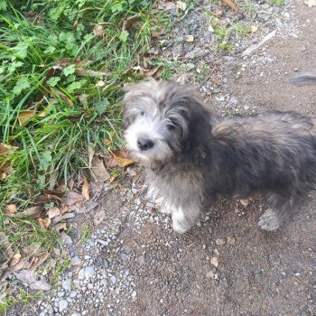 chiot Berger des pyrenees a poil long Bringé Durand Thibault