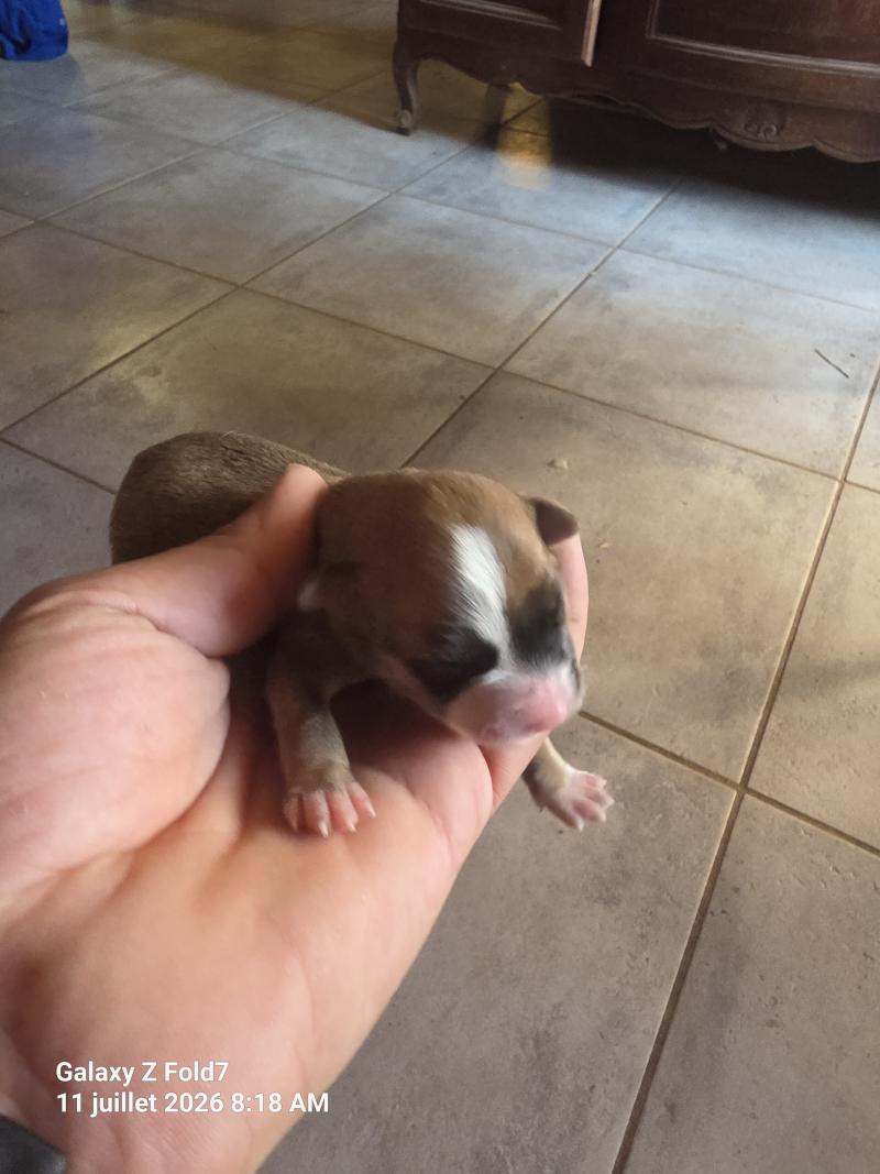 Chiot 1 Femelle Berger des pyrenees a poil long