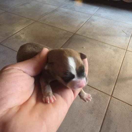 Chiot 1 Femelle Berger des pyrenees a poil long