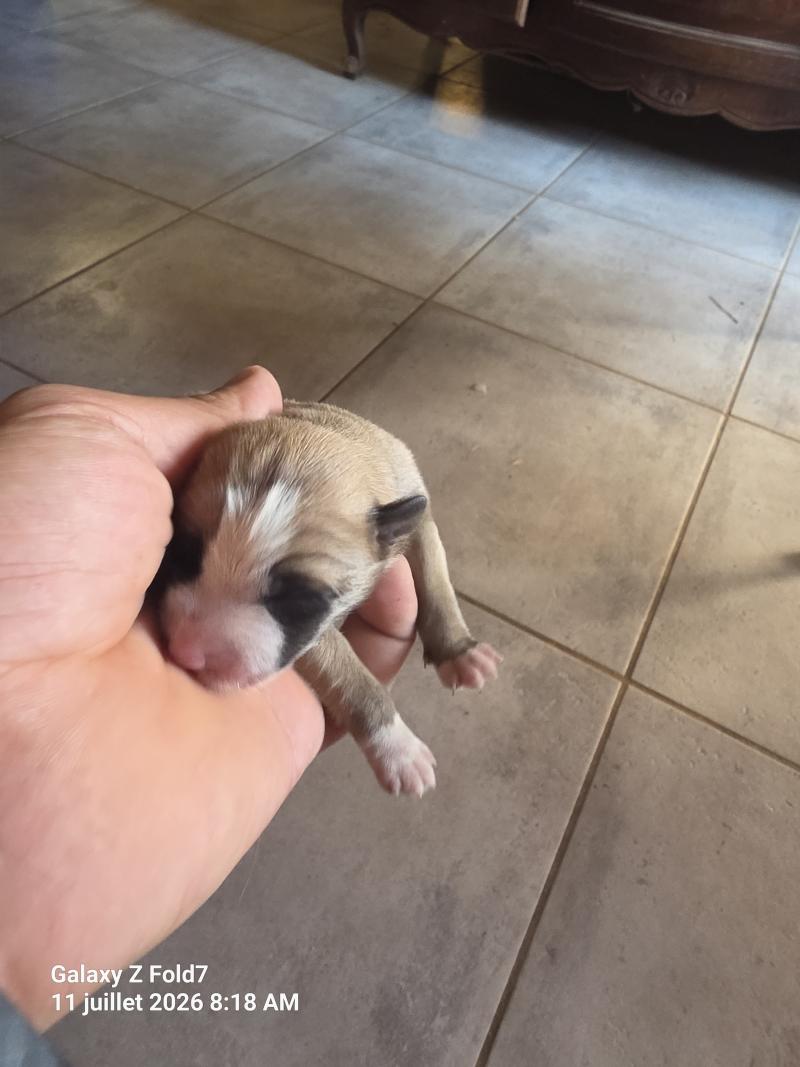 Chiot 2 Femelle Berger des pyrenees a poil long