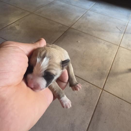 Chiot 2 Femelle Berger des pyrenees a poil long