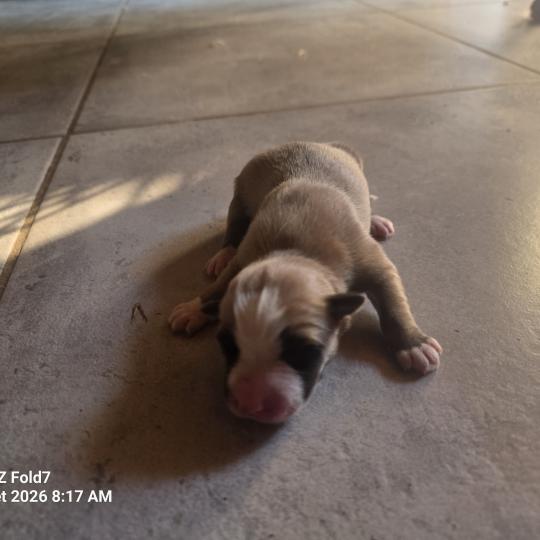 Chiot 3 Mâle Berger des pyrenees a poil long