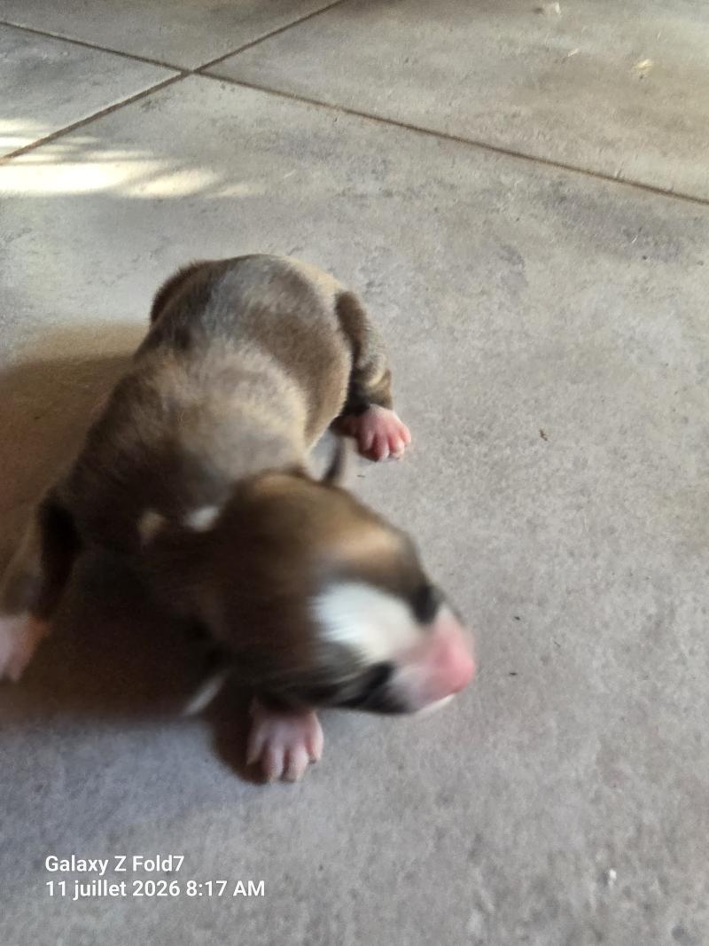 Chiot 4 Mâle Berger des pyrenees a poil long