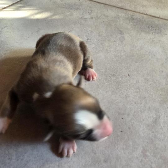 Chiot 4 Mâle Berger des pyrenees a poil long