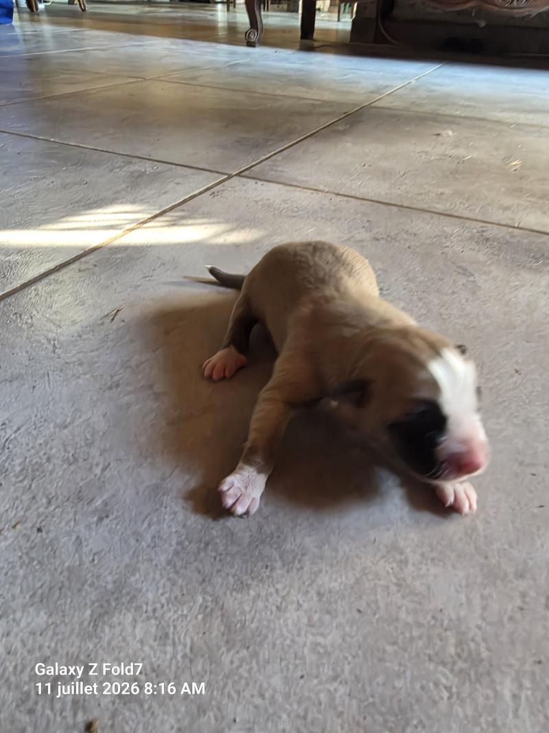Chiot 5 Femelle Berger des pyrenees a poil long