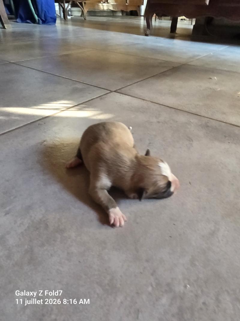 Chiot 6 Femelle Berger des pyrenees a poil long