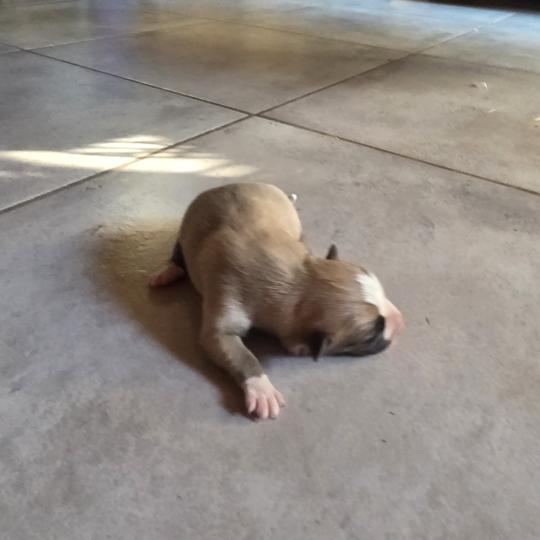 Chiot 6 Femelle Berger des pyrenees a poil long