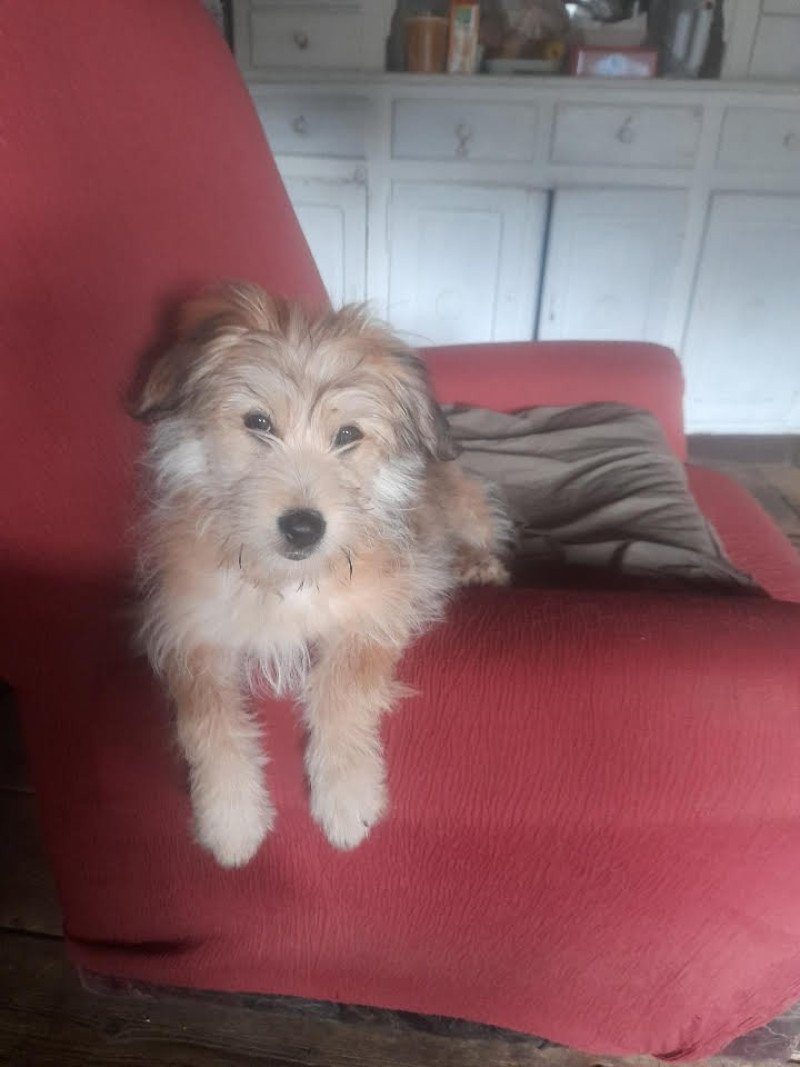 APPY Femelle Berger des pyrenees a poil long