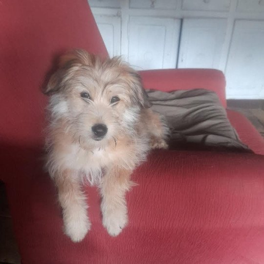 APPY Femelle Berger des pyrenees a poil long