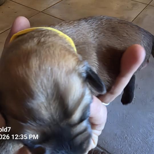 chiot Berger des pyrenees a poil long Fauve B2' Élevage Des Monts Divajois - Berger des Pyrénées