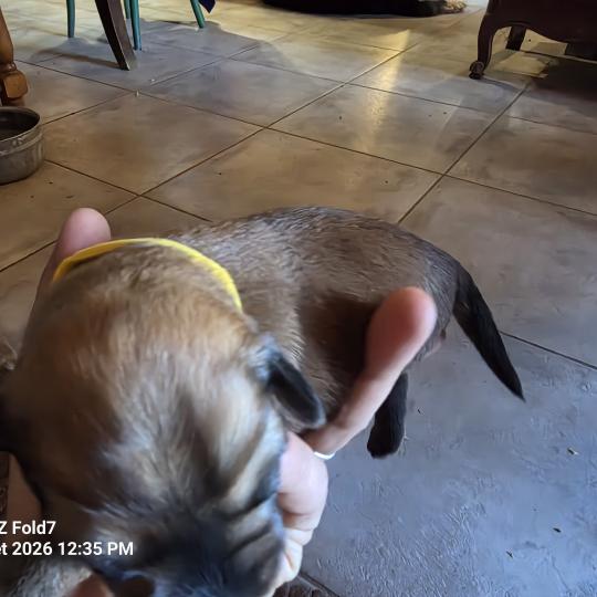 B2' Femelle Berger des pyrenees a poil long