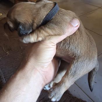 chiot Berger des pyrenees a poil long Fauve B4' Élevage Des Monts Divajois - Berger des Pyrénées