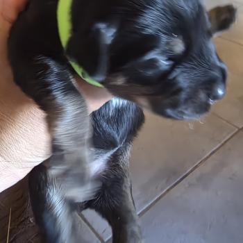 chiot Berger des pyrenees a poil long Noir et Fauve B5' Élevage Des Monts Divajois - Berger des Pyrénées