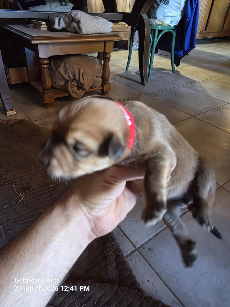 B6' Mâle Berger des pyrenees a poil long