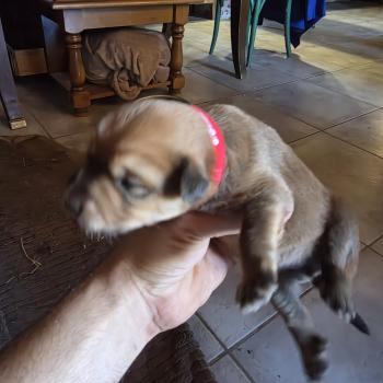 chiot Berger des pyrenees a poil long Fauve B6' Élevage Des Monts Divajois - Berger des Pyrénées