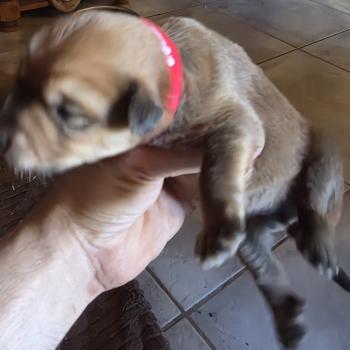 chiot Berger des pyrenees a poil long Fauve B8' Élevage Des Monts Divajois - Berger des Pyrénées