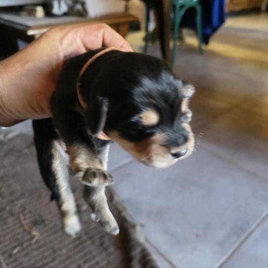 B9' Mâle Berger des pyrenees a poil long