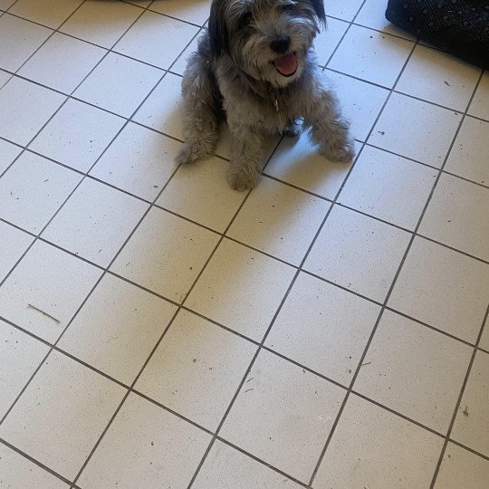 chien Berger des pyrenees a poil long Chico Durand Thibault