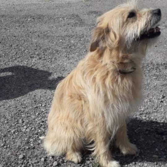 chien Berger des pyrenees a poil long Flouka Durand Thibault