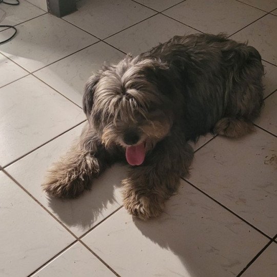 chien Berger des pyrenees a poil long Flouka Durand Thibault