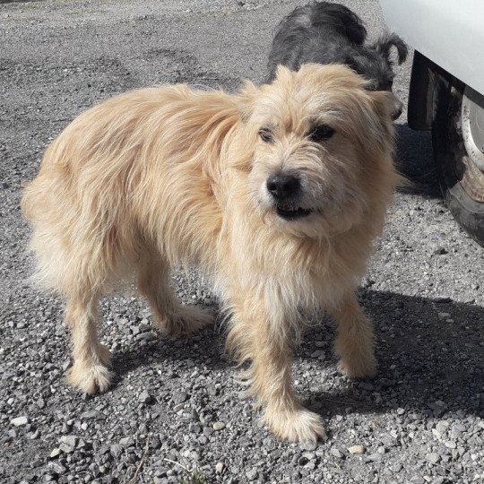 chien Berger des pyrenees a poil long Flouka Durand Thibault