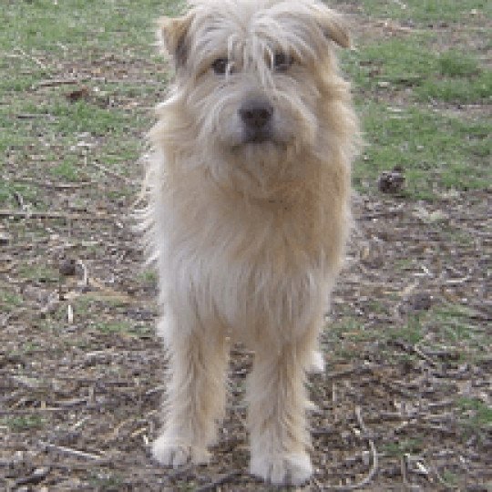 chien Berger des pyrenees a poil long Floucanéou Durand Thibault