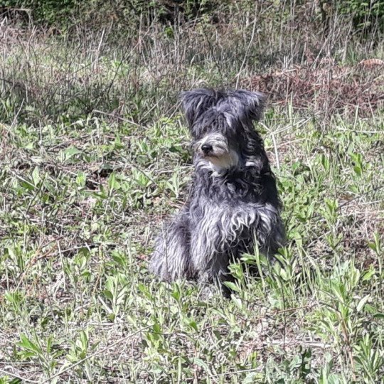 ISKA Femelle Berger des pyrenees a poil long