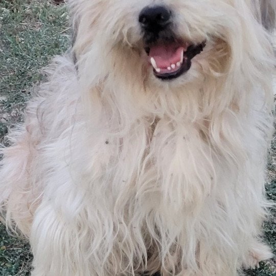 chien Berger des pyrenees a poil long PACO Durand Thibault