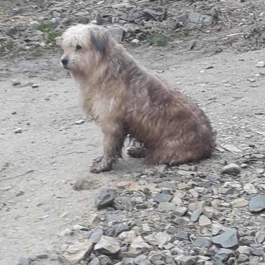 PACO Mâle Berger des pyrenees a poil long