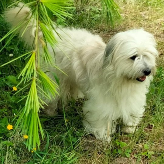 TEDDY Mâle Berger des pyrenees a poil long