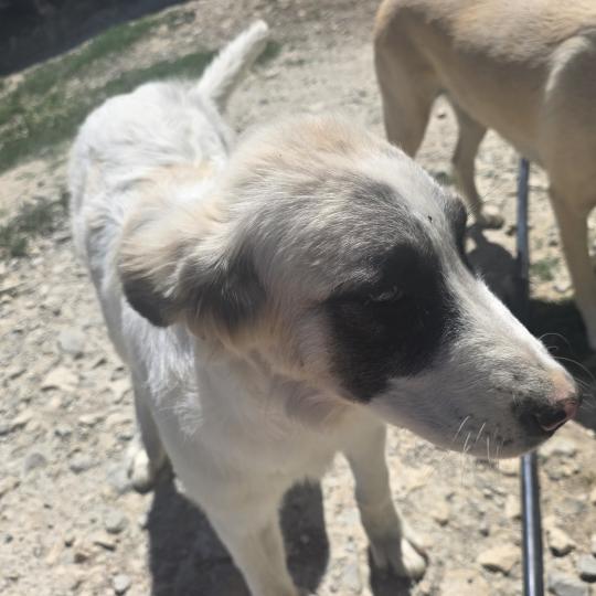 BARTSI Femelle Chien de montagne des pyrenees